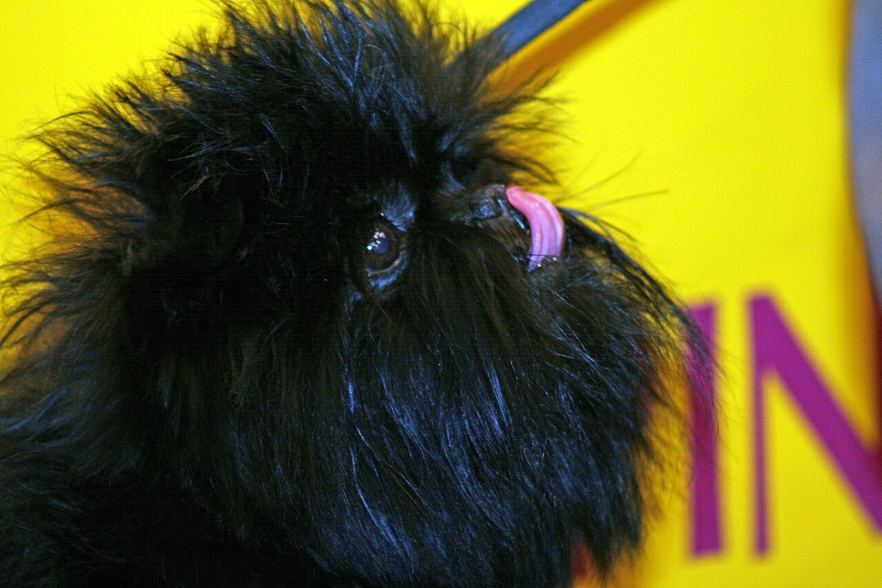 Affenpinscher (breed stock photo)