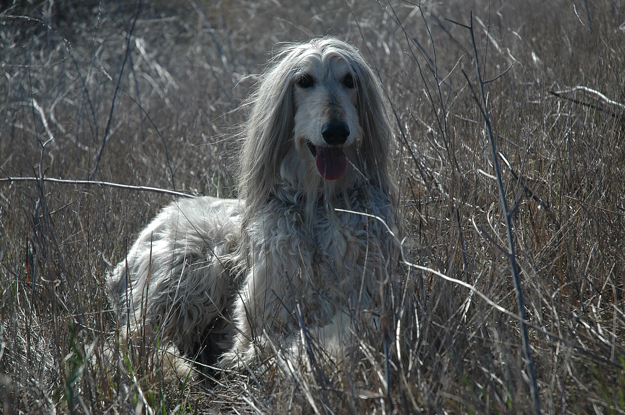 Afghan Hound (breed stock photo)
