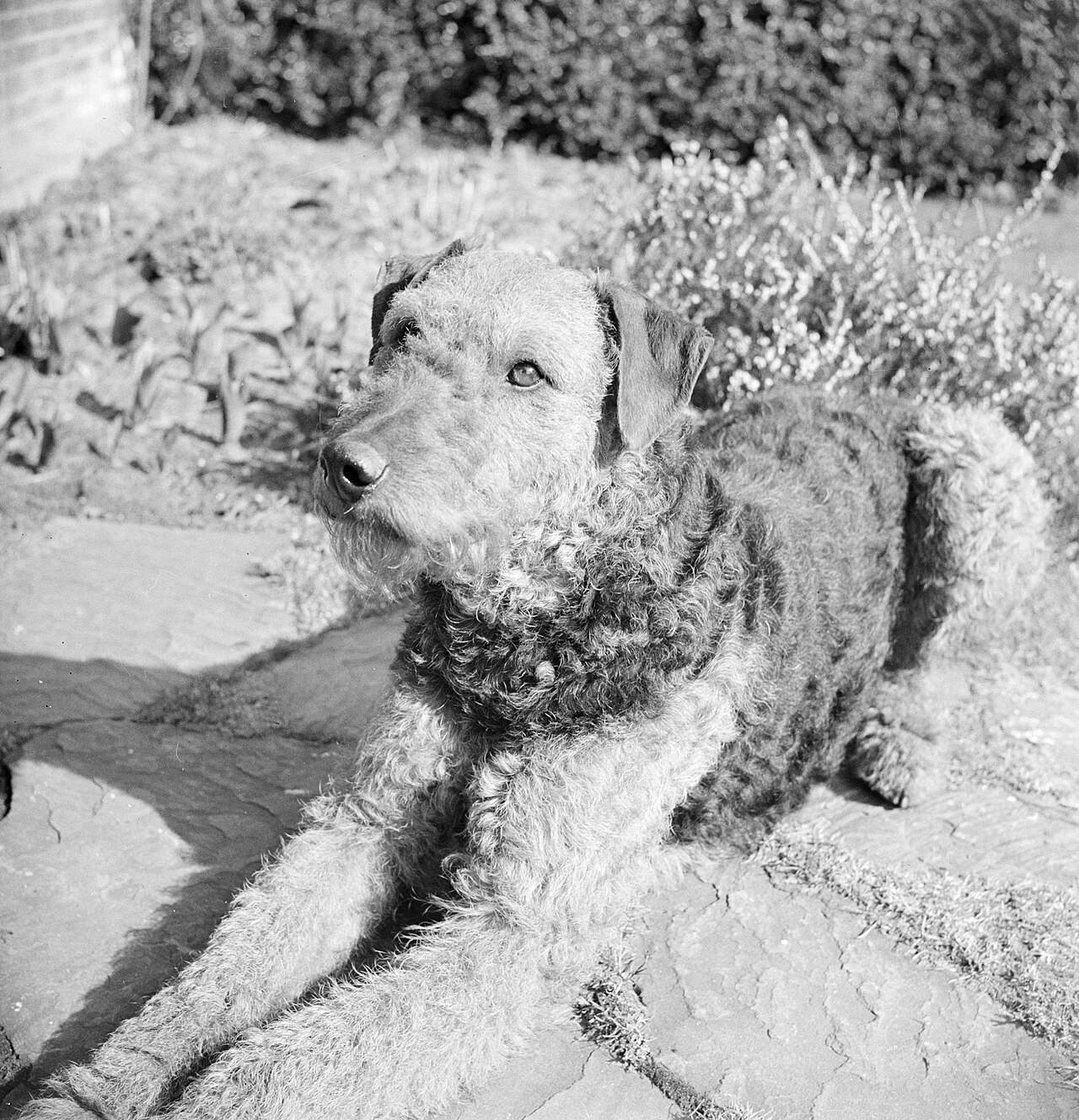 Airedale Terrier