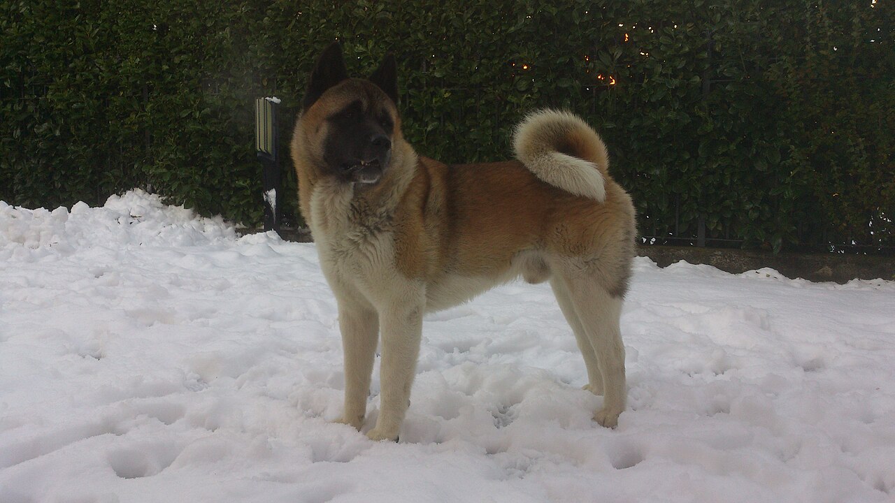 Akita