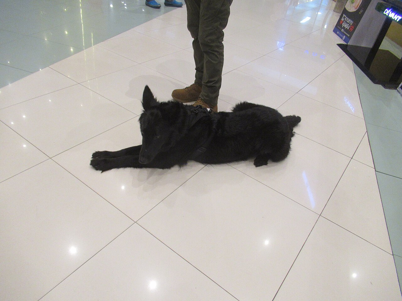 Belgian Shepherd Dog (Groenendael)