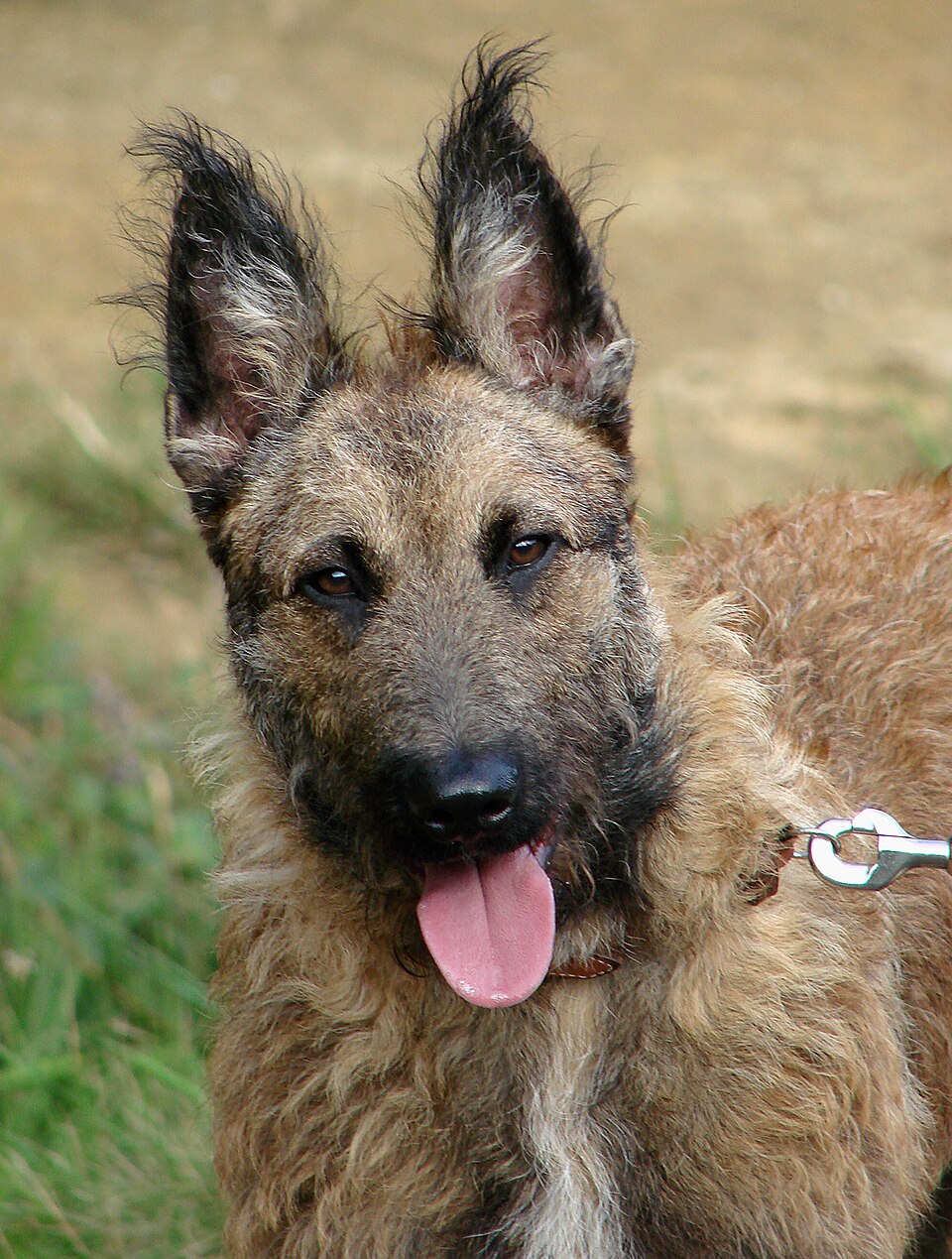 Belgian Shepherd Dog (Laekenois)