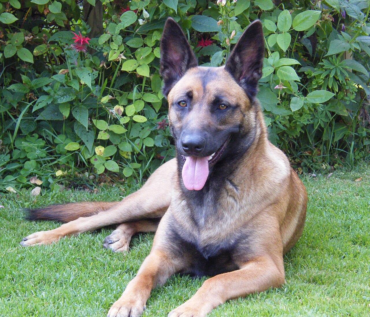 Belgian Shepherd Dog (Malinois)
