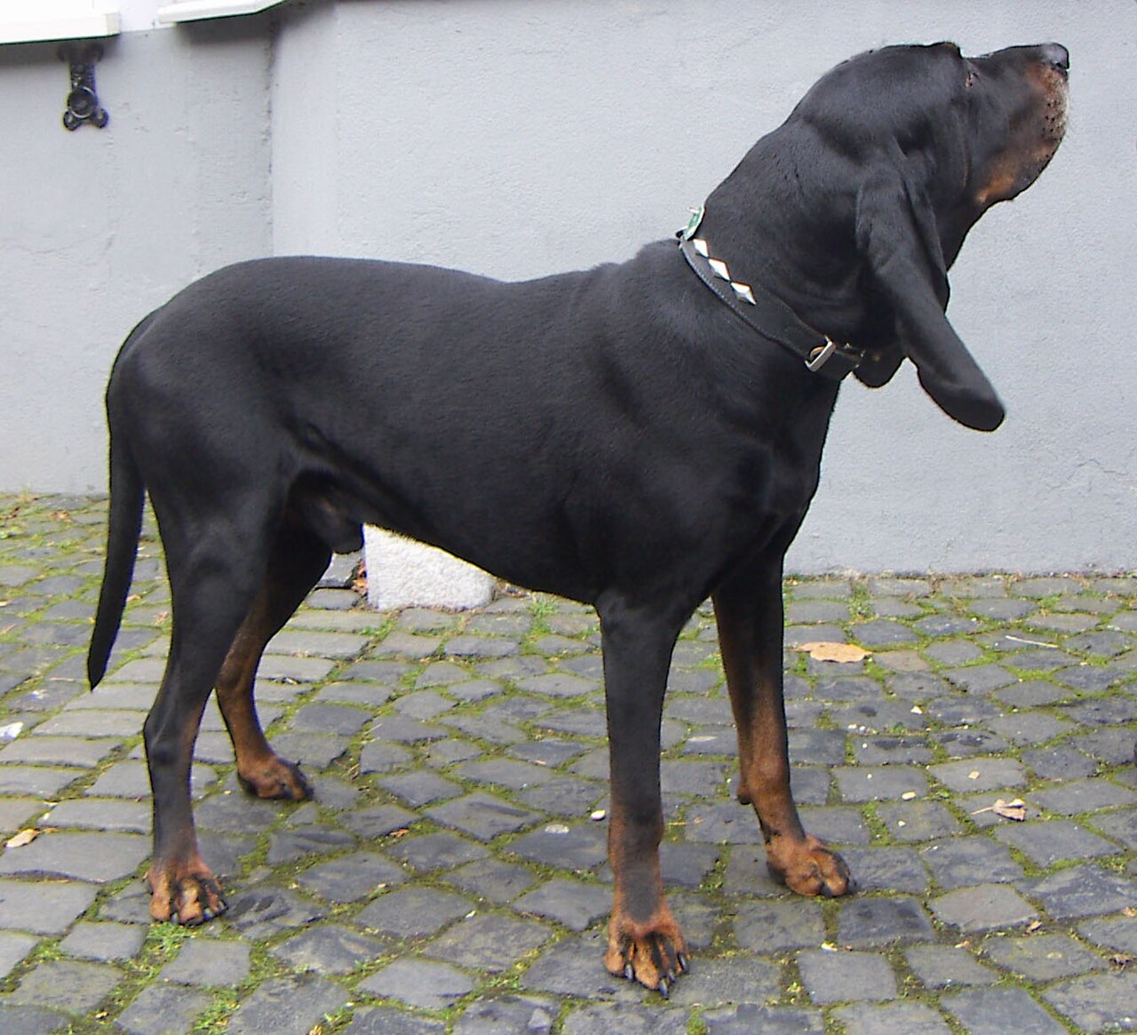 Black & Tan Coonhound