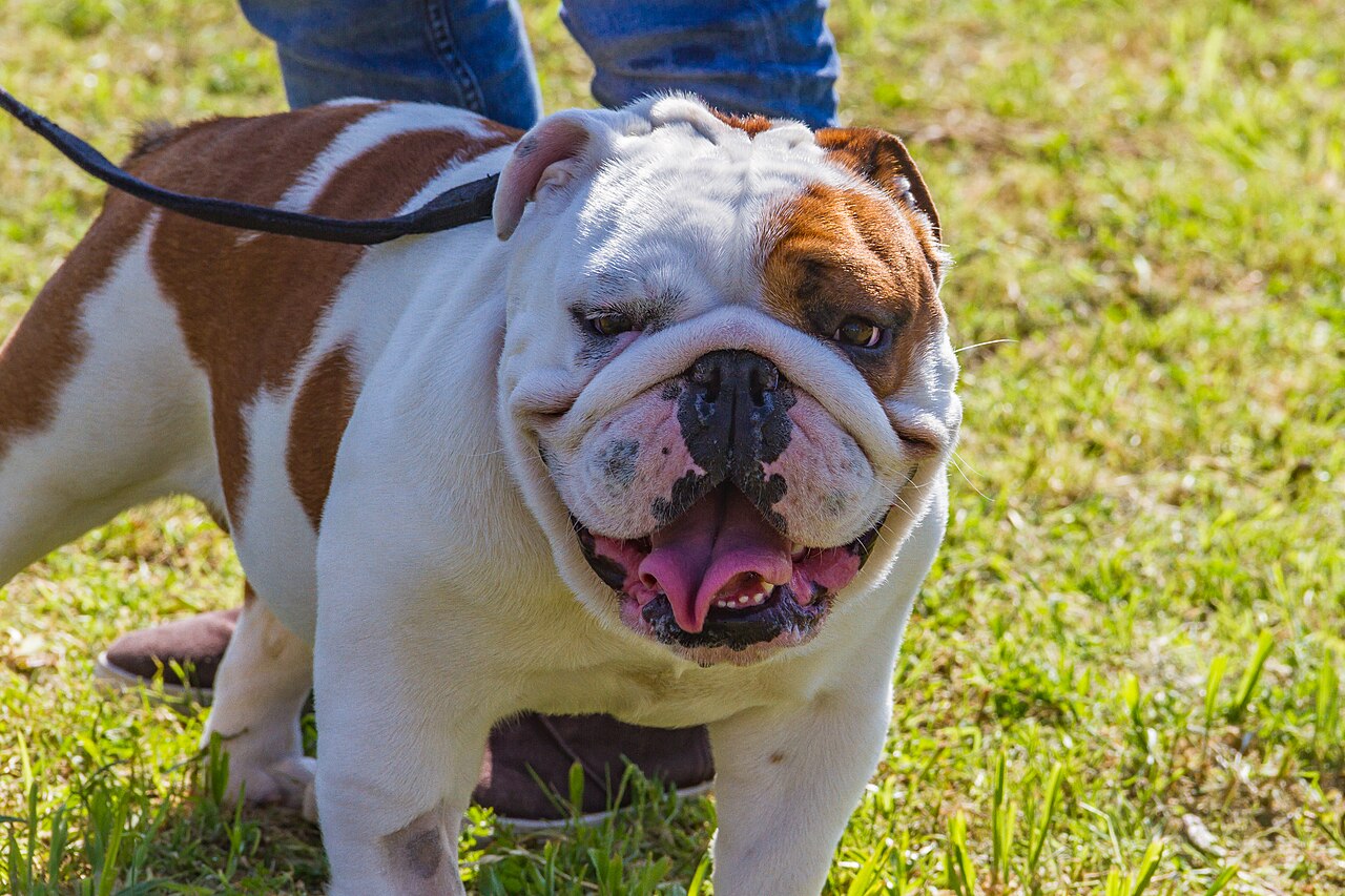 Bulldog