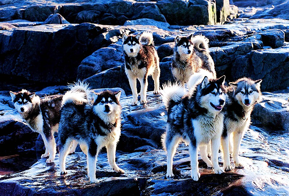 Canadian Eskimo Dog