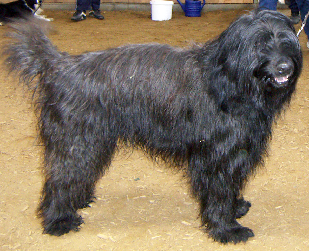 Catalan Sheepdog