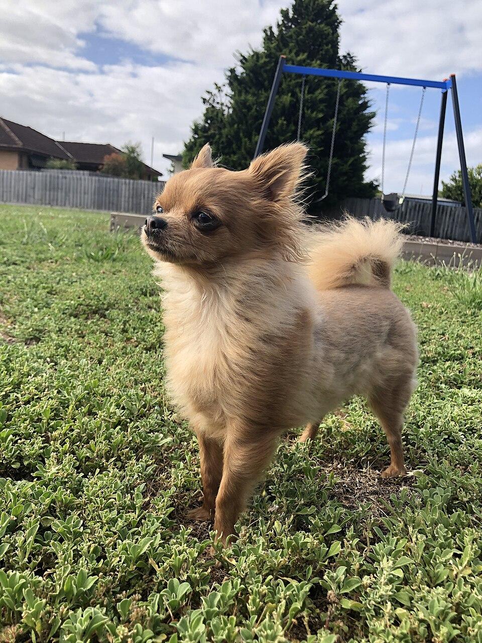 Chihuahua (Long Coat)