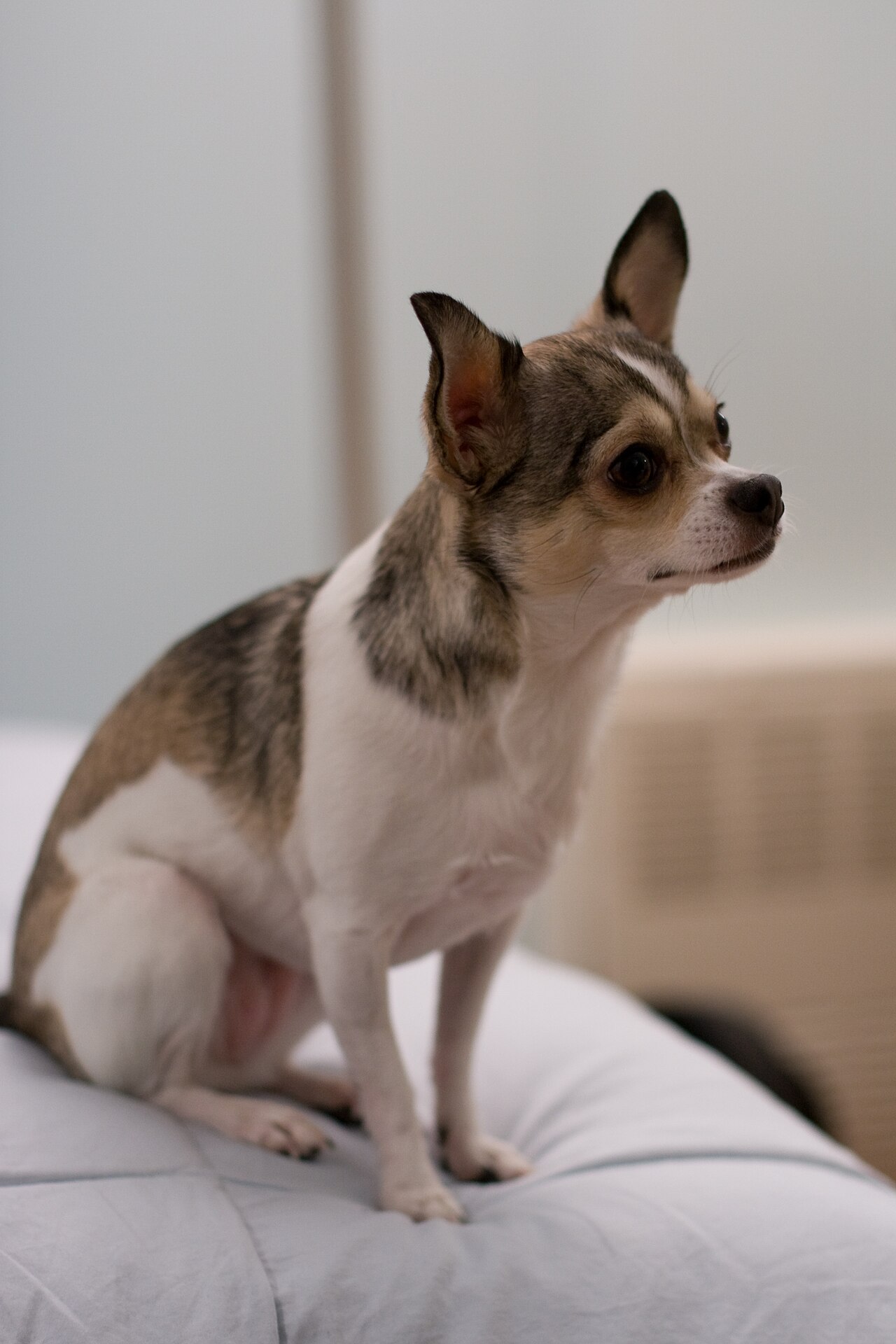 Chihuahua (Smooth Coat)