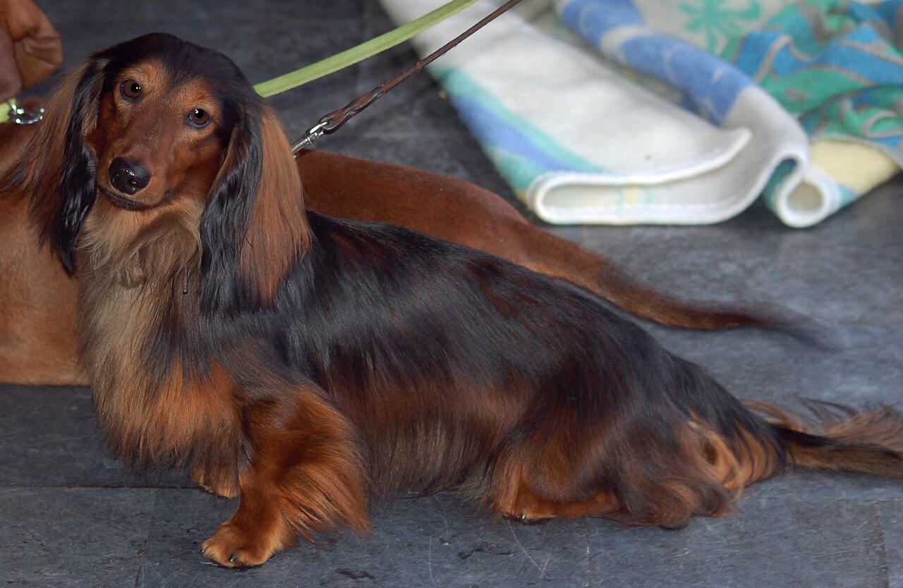 Dachshund (Long Haired)