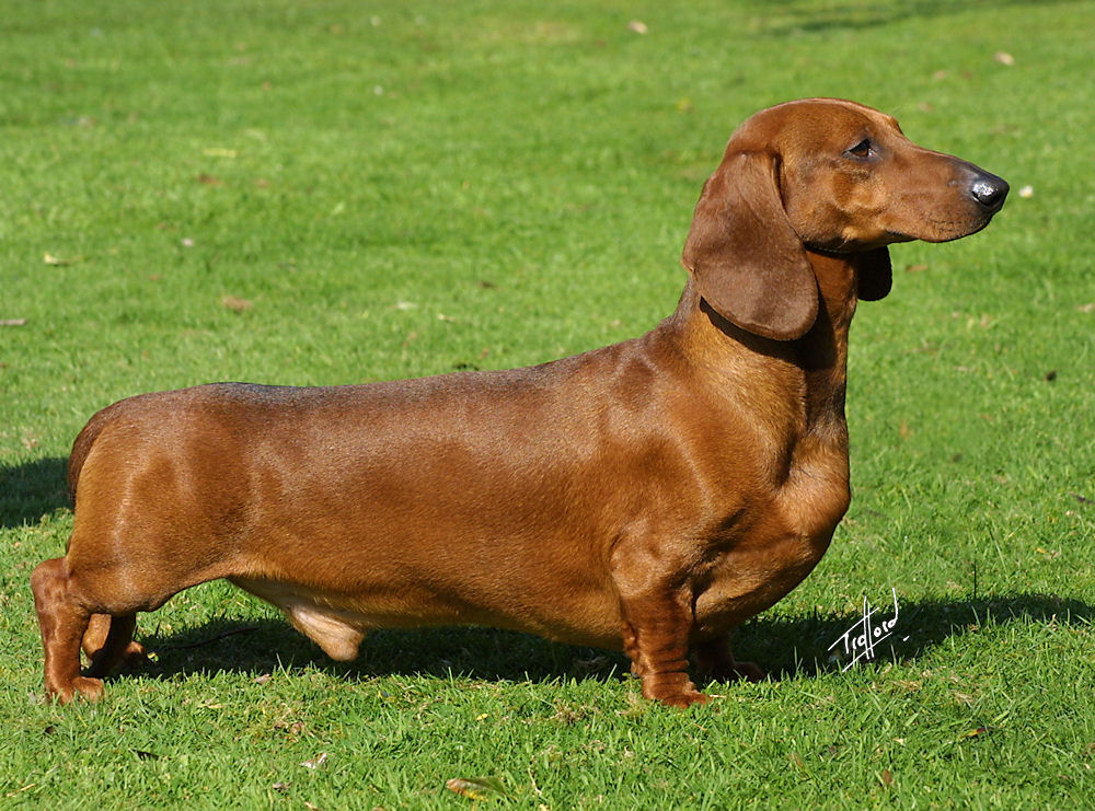 Dachshund (Smooth Haired)