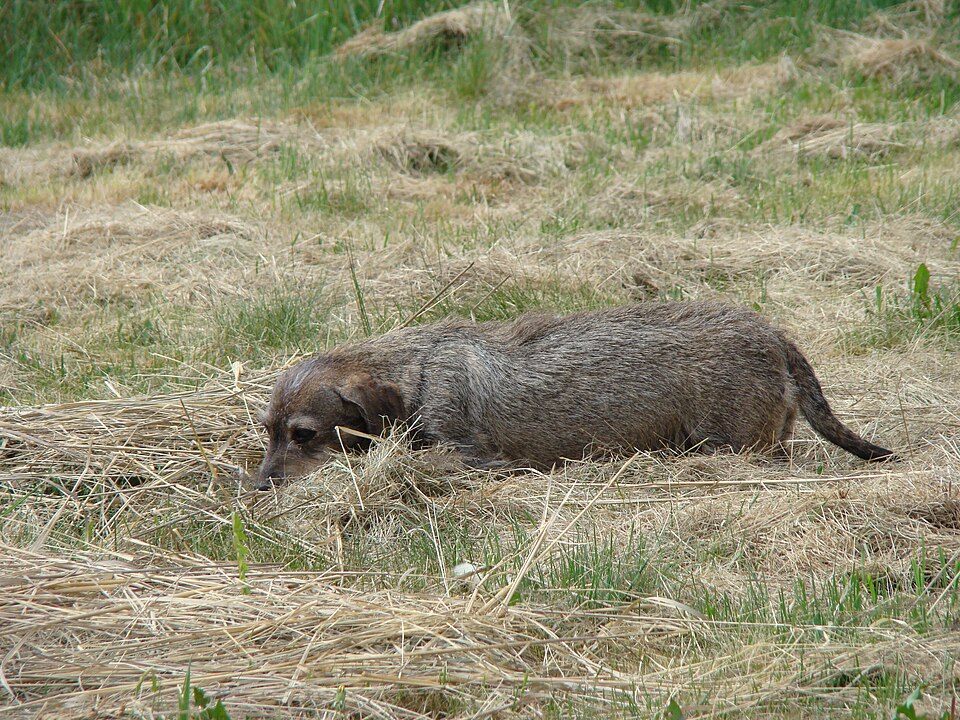 Dachshund (Wire Haired)