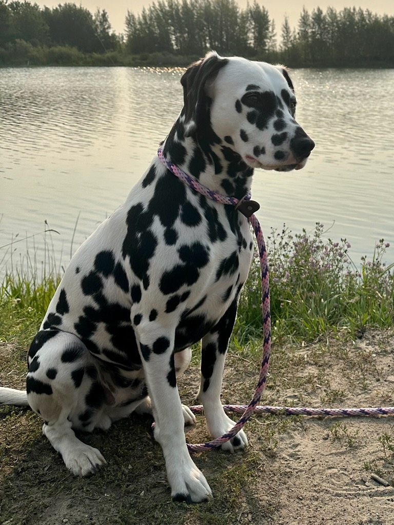 Dalmatian