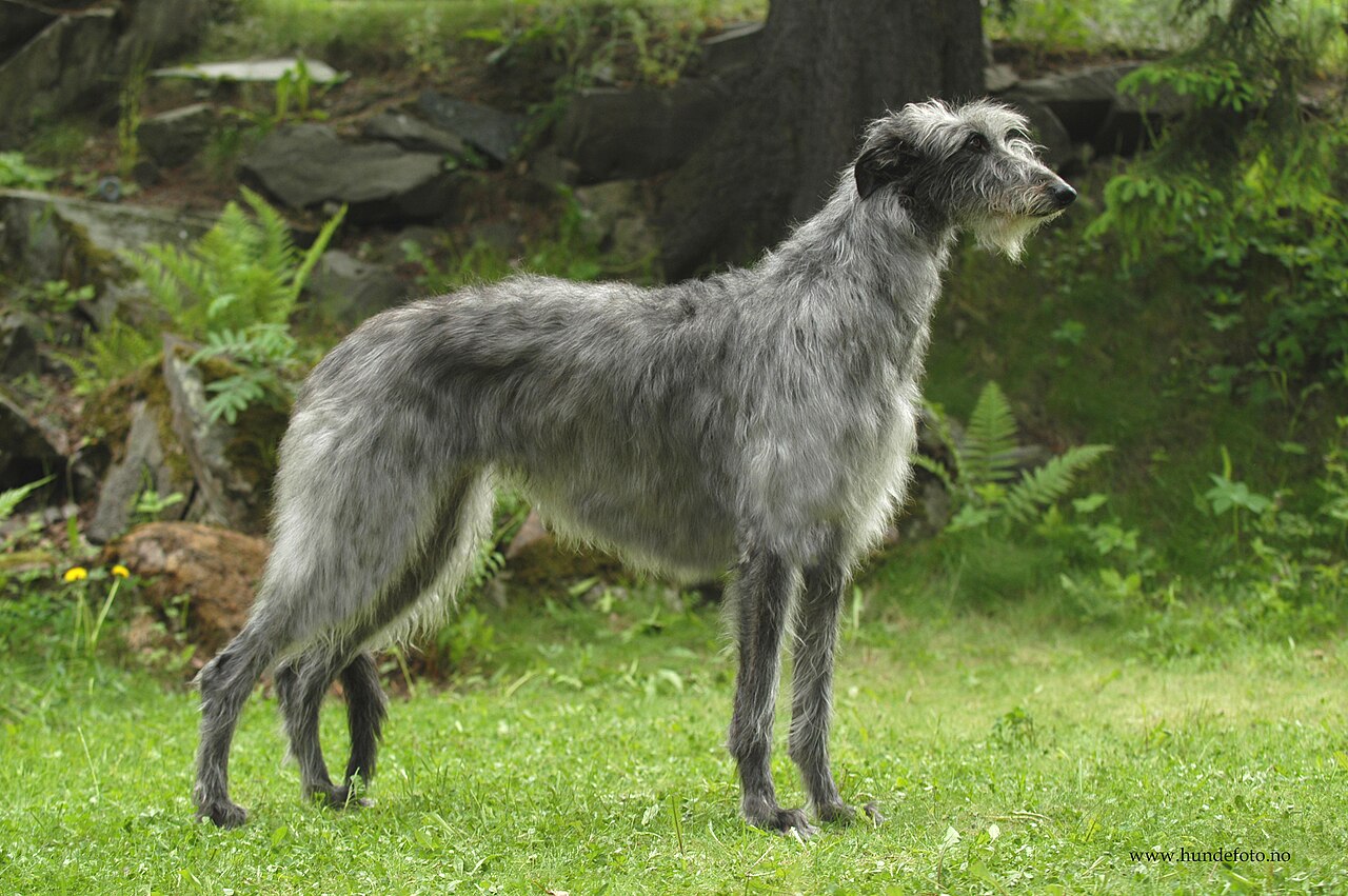 Deerhound
