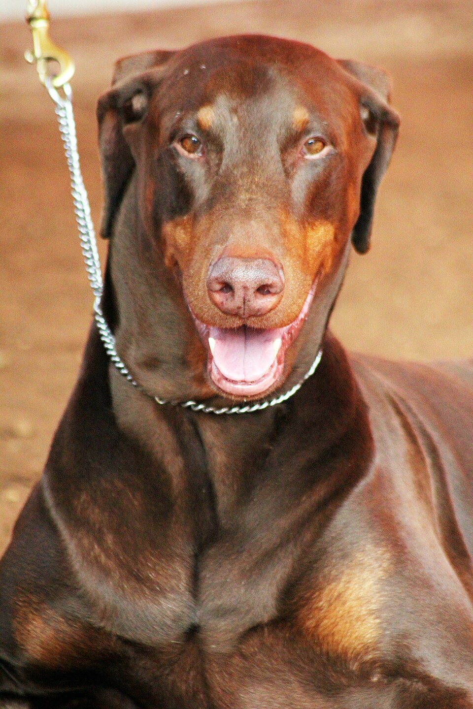 Dobermann