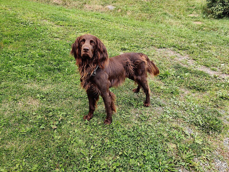 German Longhaired Pointer