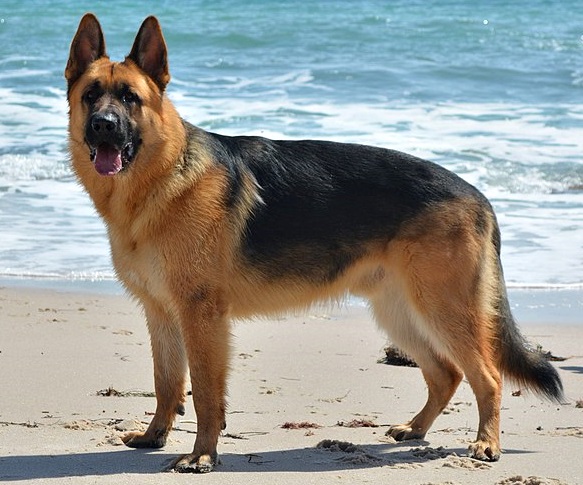 German Shepherd Dog (breed stock photo)