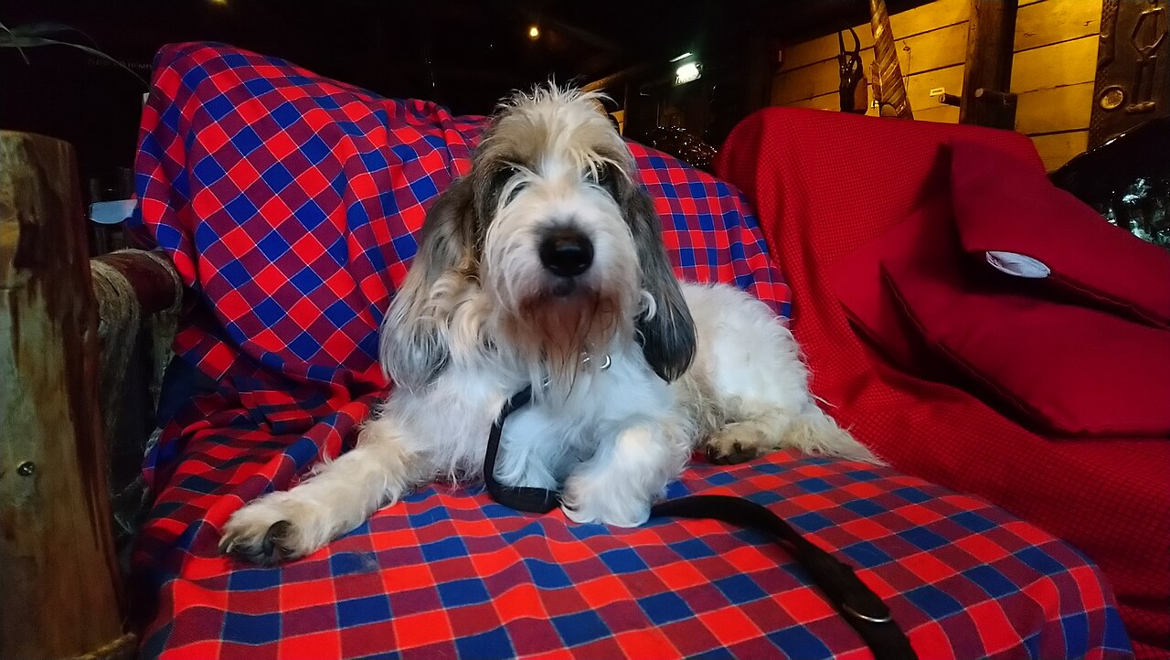 Grand Basset Griffon Vendeen