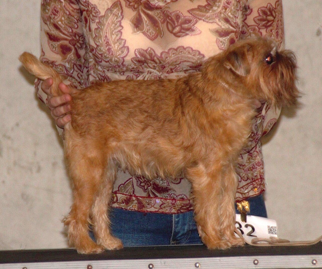 Griffon Bruxellois