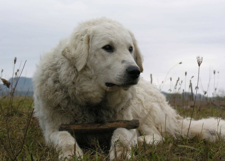 Hungarian Kuvasz