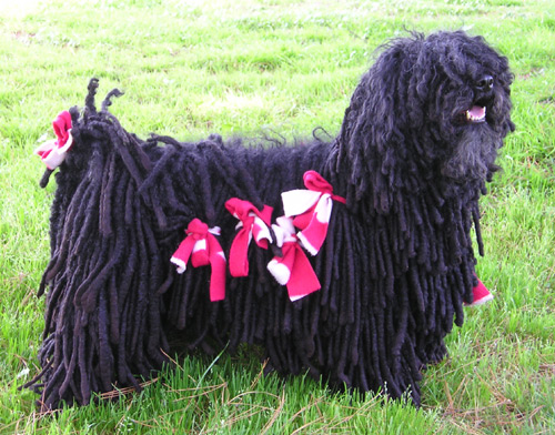 Hungarian Puli