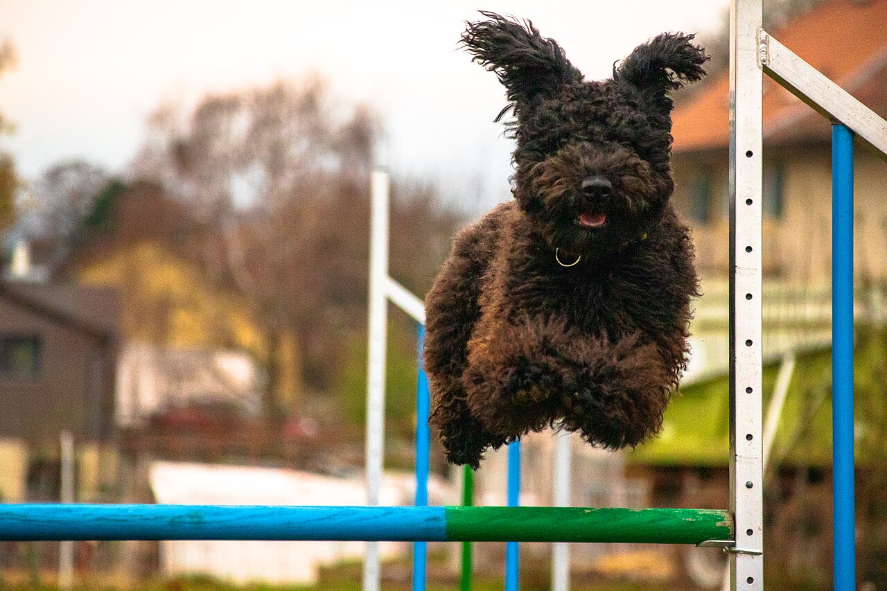 Hungarian Pumi