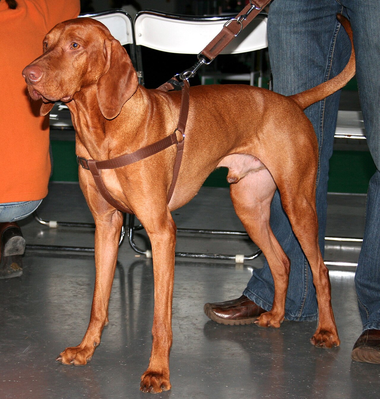 Hungarian Vizsla