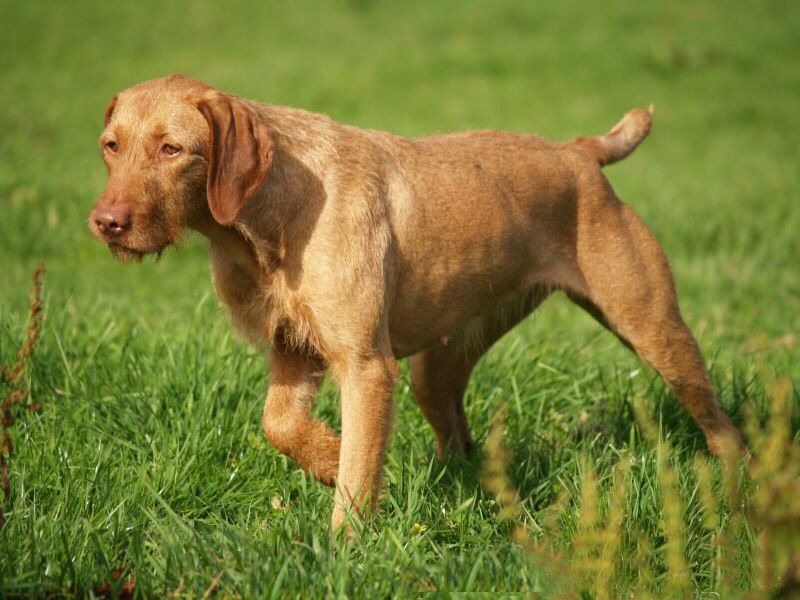 Hungarian Wirehaired Vizsla