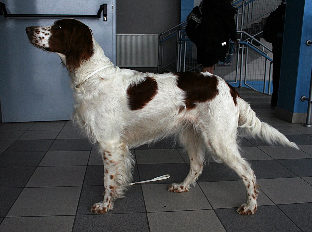 Irish Red & White Setter