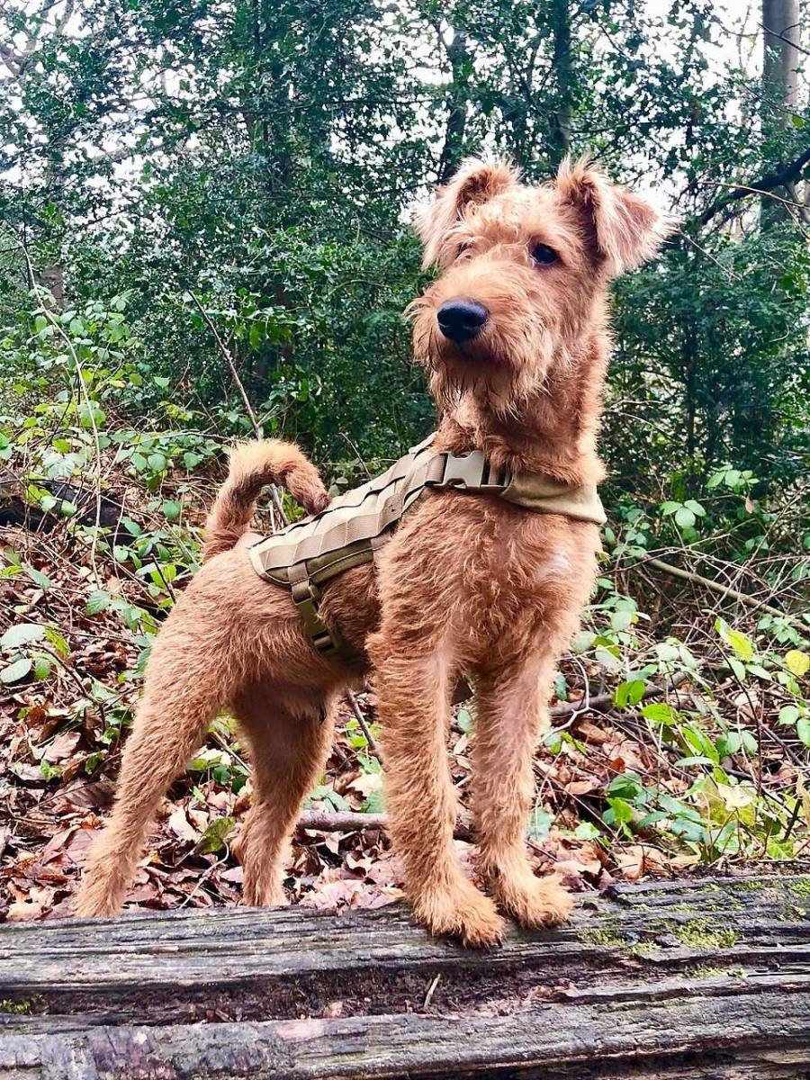 Irish Terrier