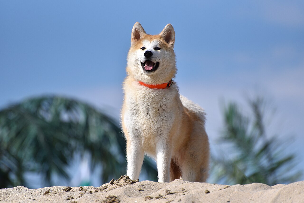 Japanese Akita Inu