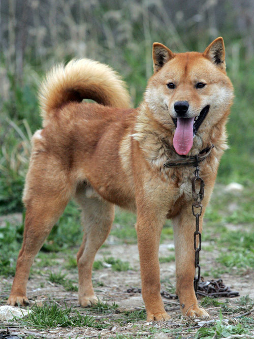 Korean Jindo