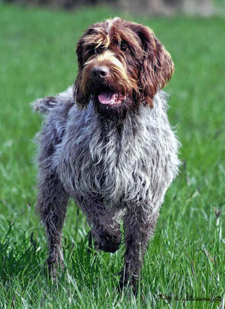 Korthals Griffon