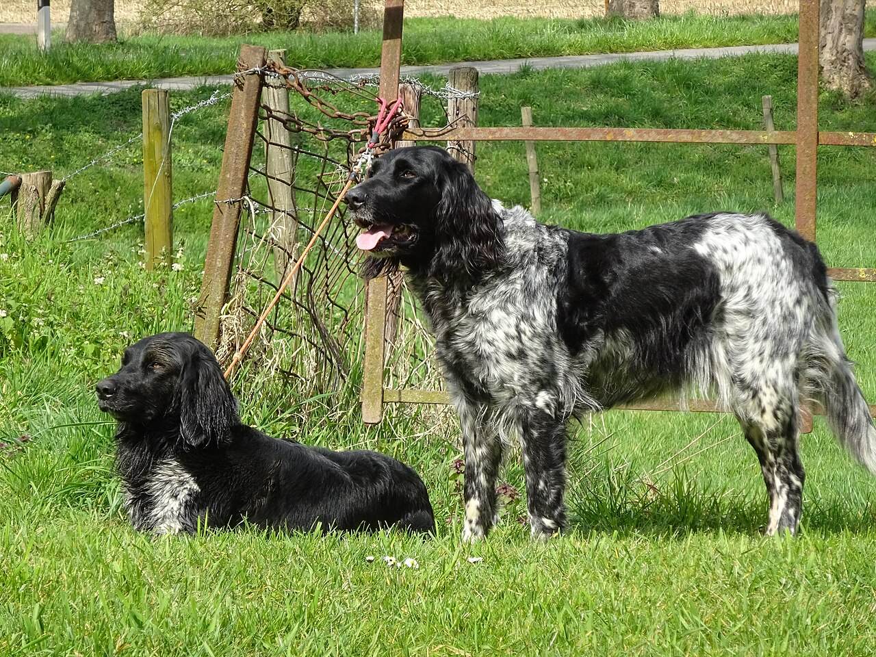 Large Munsterlander