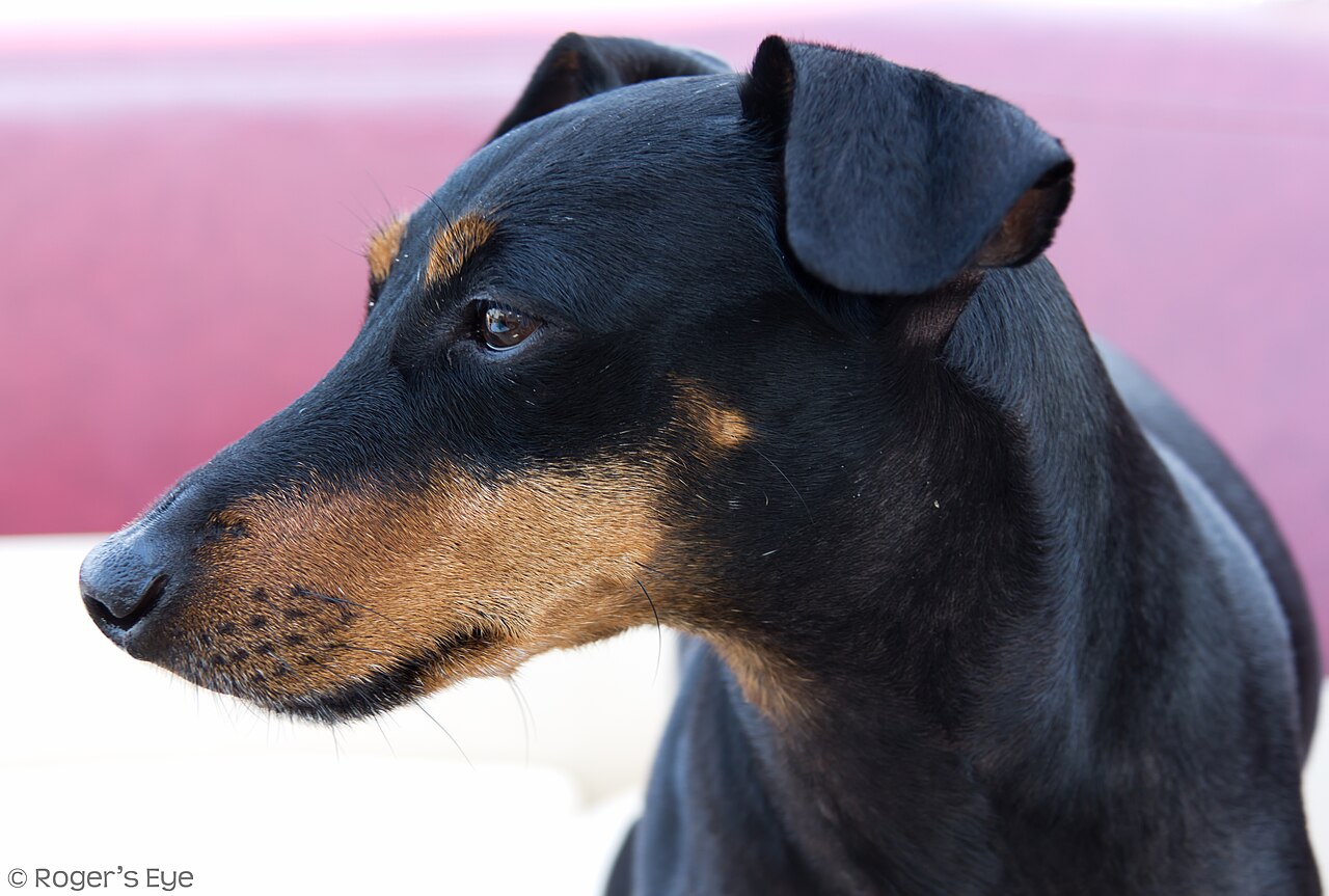 Manchester Terrier