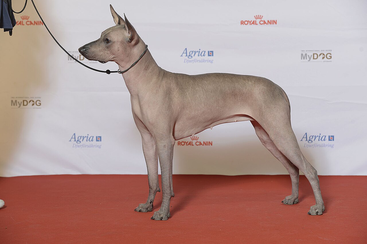Mexican Hairless
