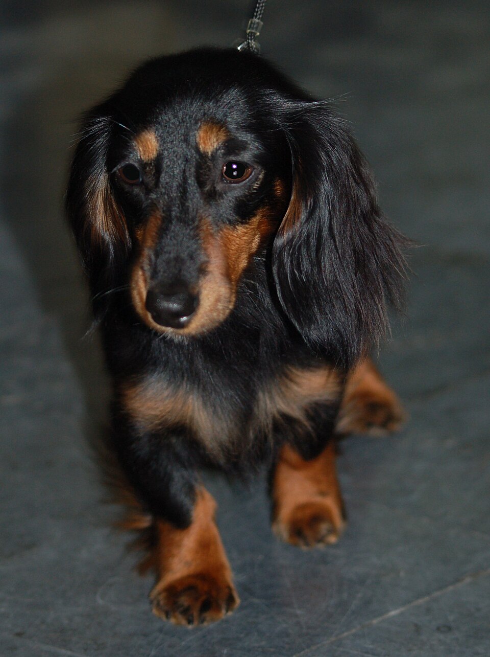 Miniature Long Haired Dachshund