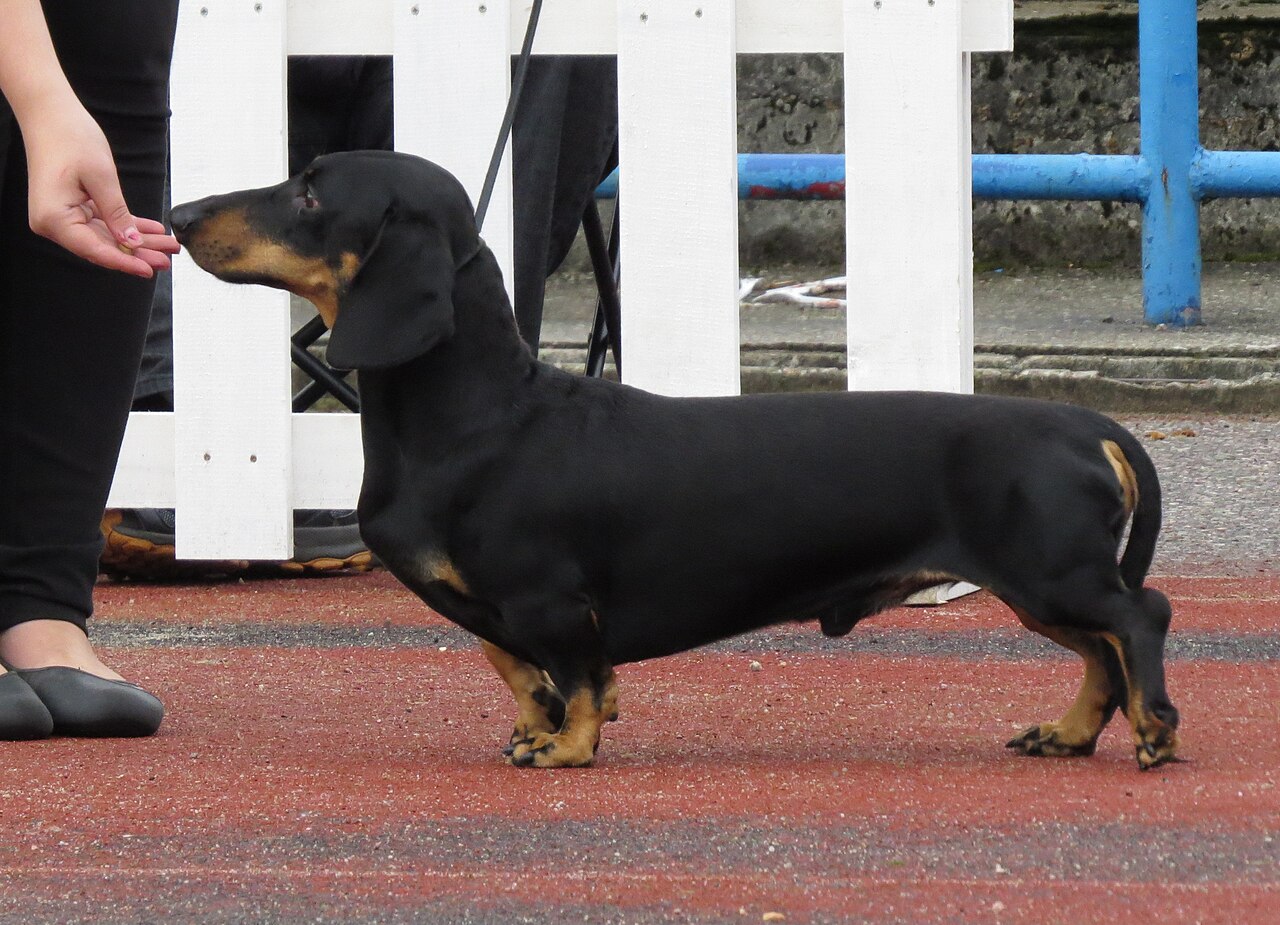 Miniature Smooth Haired Dachshund