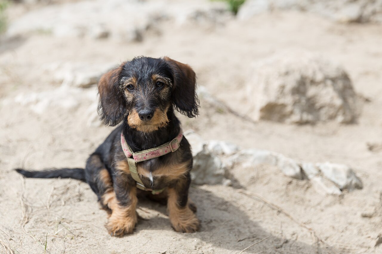 Miniature Wire Haired Dachshund
