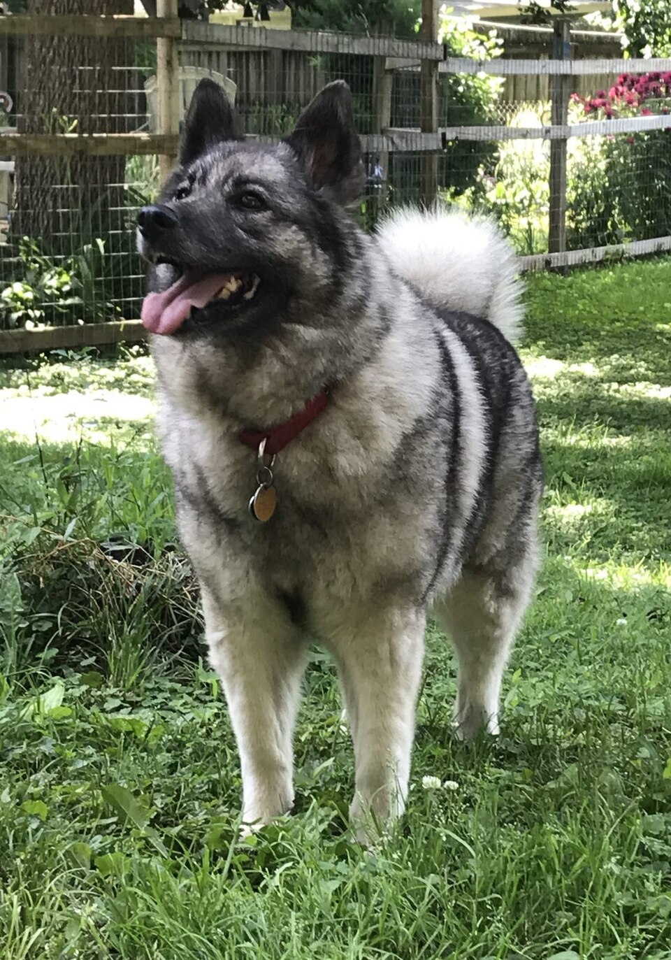 Norwegian Elkhound