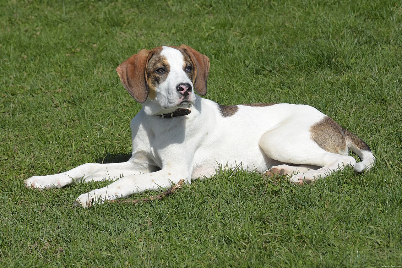 Pointer (breed stock photo)