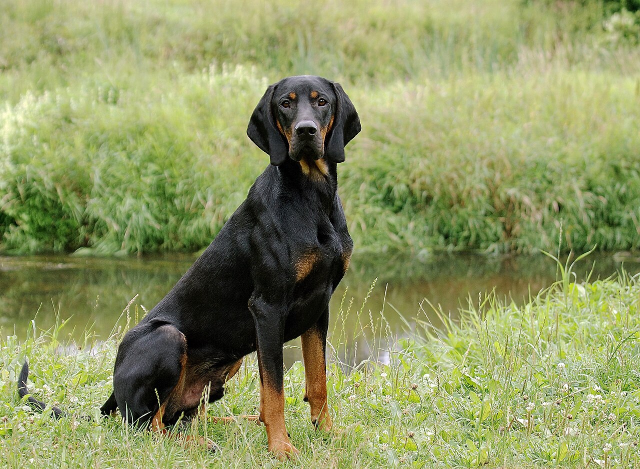 Polish Hunting Dog