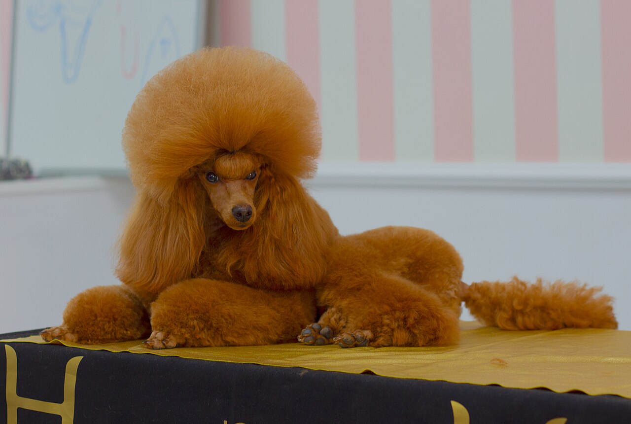 Poodle (Miniature)