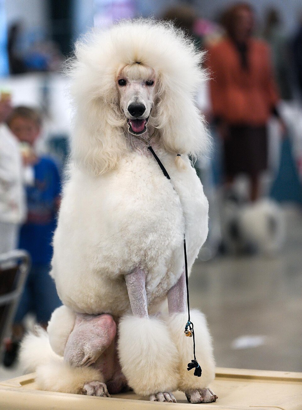 Poodle (Standard)