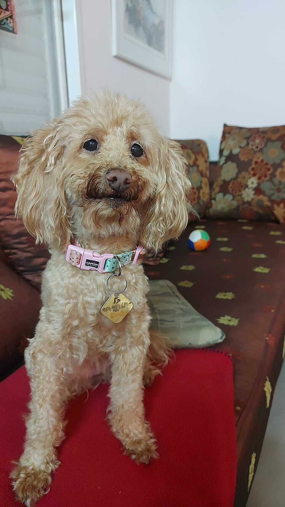 Poodle (Toy)