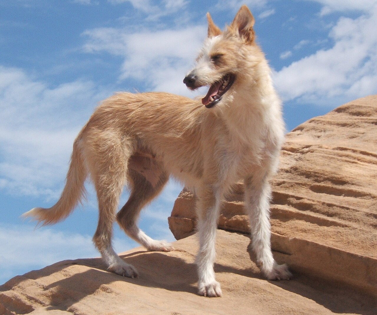 Portuguese Podengo