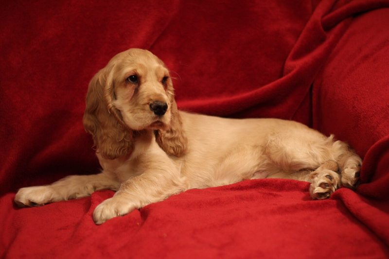 Cocker Spaniel — Stud Dogs, Litters & Health Tests