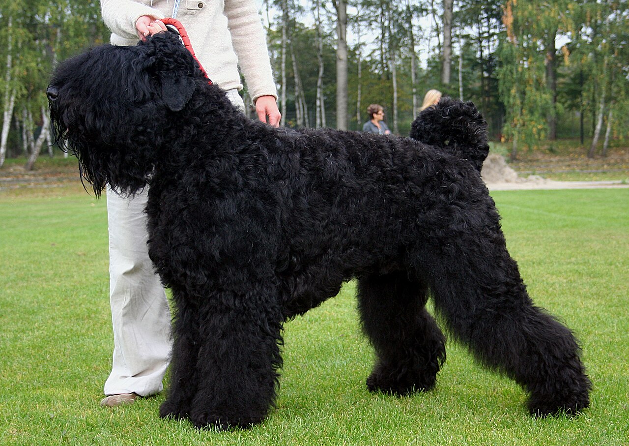Russian Black Terrier