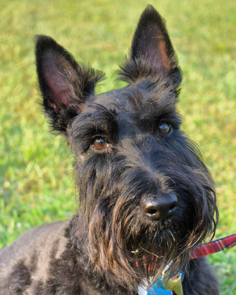 Scottish Terrier