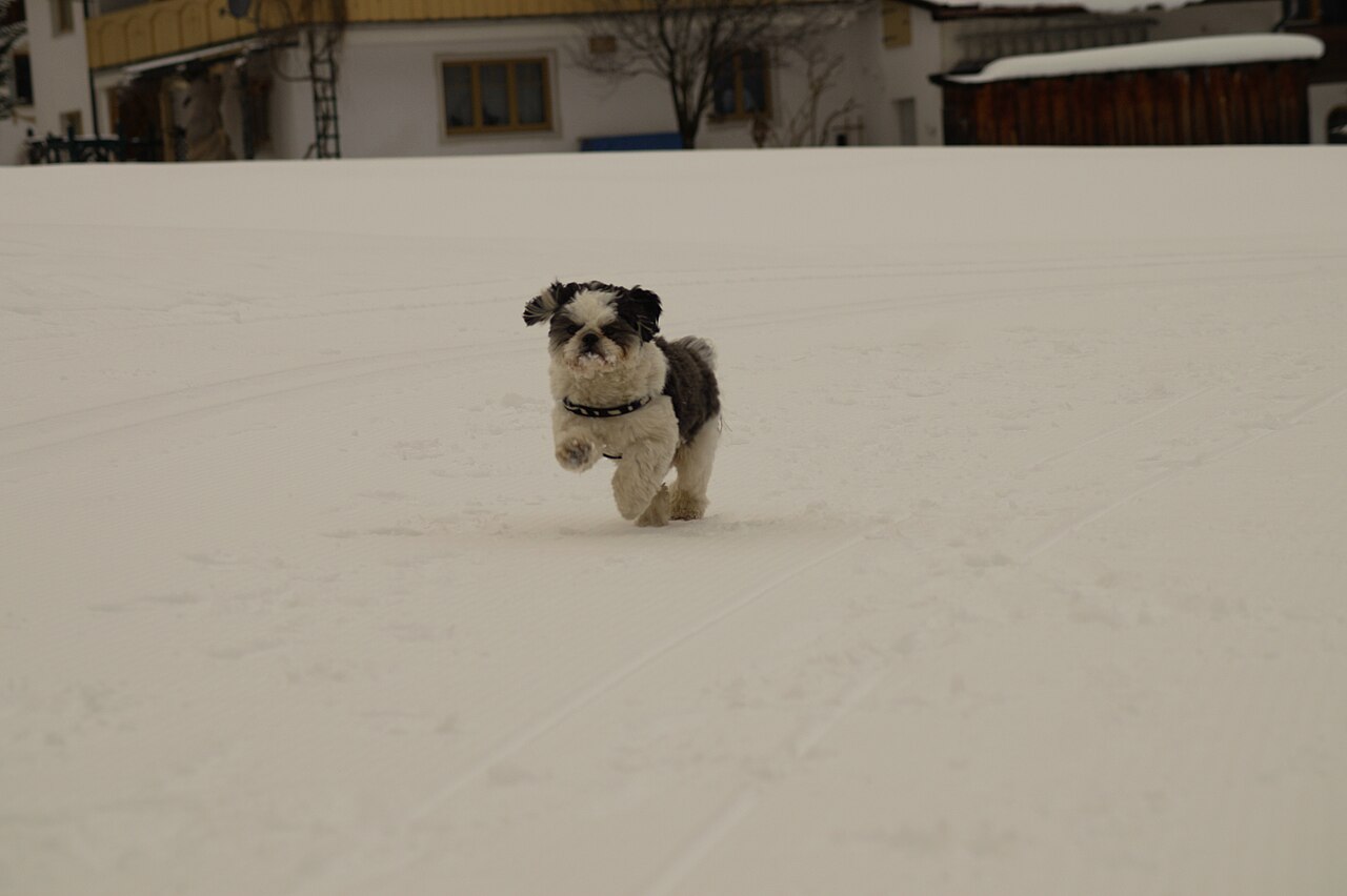 Shih Tzu